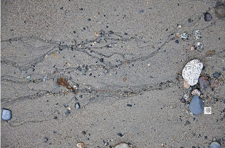 Five Swallows Fine Art Gibsons Documentary Photography